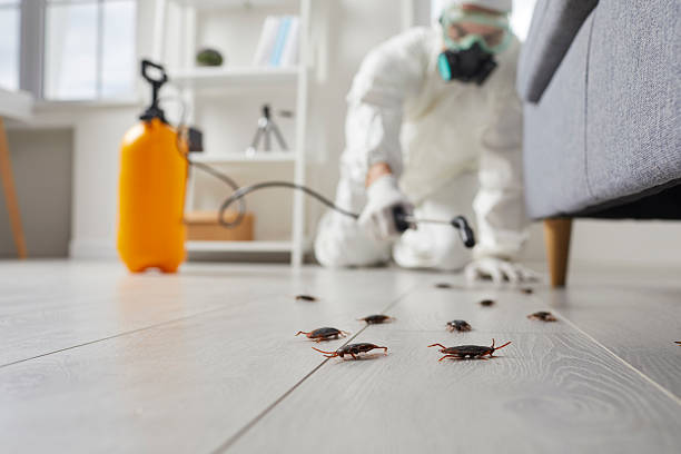 Commercial Rodent Management in Desert Hot Springs